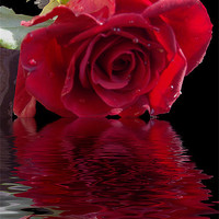 Buy canvas prints of 580-red rose by elvira ladocki