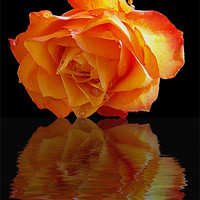 Buy canvas prints of 520-beautiful rose by elvira ladocki