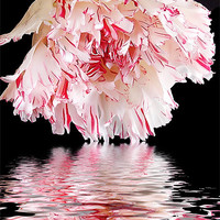 Buy canvas prints of 560-beautiful flower by elvira ladocki