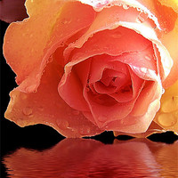 Buy canvas prints of 570-beautiful rose by elvira ladocki