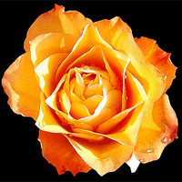 Buy canvas prints of 626-beautiful rose by elvira ladocki
