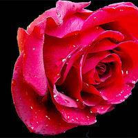 Buy canvas prints of red rose by elvira ladocki
