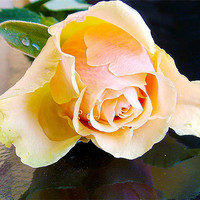 Buy canvas prints of beautiful rose by elvira ladocki