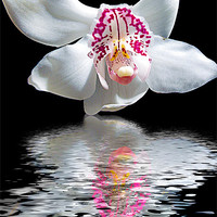 Buy canvas prints of 780-orchid with the reflections by elvira ladocki