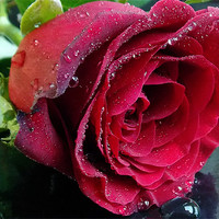 Buy canvas prints of 845-red rose by elvira ladocki