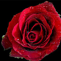 Buy canvas prints of 865-red rose by elvira ladocki