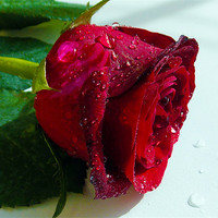 Buy canvas prints of 9041-red rose by elvira ladocki