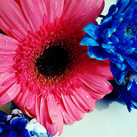 Buy canvas prints of multicolor flowers by elvira ladocki