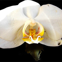 Buy canvas prints of 1091-beautiful orchid by elvira ladocki