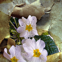 Buy canvas prints of 1166-spring flowers by elvira ladocki