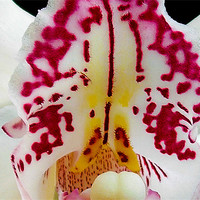 Buy canvas prints of 1109-beautiful orchid by elvira ladocki