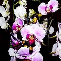 Buy canvas prints of 1148-beauty orchids by elvira ladocki