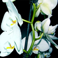 Buy canvas prints of 1150-white orchid by elvira ladocki