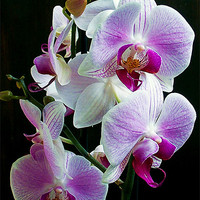 Buy canvas prints of 1151-beautiful orchid by elvira ladocki