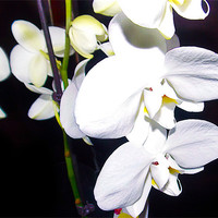 Buy canvas prints of 1152-white orchid by elvira ladocki