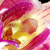 Buy canvas prints of 1198-beauty orchid by elvira ladocki