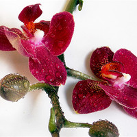 Buy canvas prints of 1224-beauty orchid by elvira ladocki