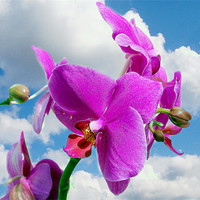 Buy canvas prints of orchid in the clouds by elvira ladocki