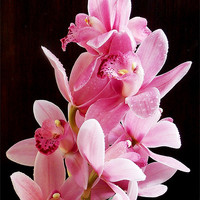 Buy canvas prints of 1376-beauty orchid by elvira ladocki