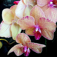 Buy canvas prints of beautiful orchid by elvira ladocki