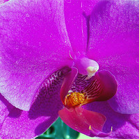 Buy canvas prints of purple orchid by elvira ladocki
