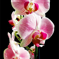 Buy canvas prints of beautiful orchid by elvira ladocki