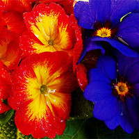 Buy canvas prints of multicolor flowers by elvira ladocki