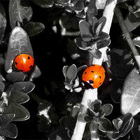 Buy canvas prints of red bugs on the plant by elvira ladocki