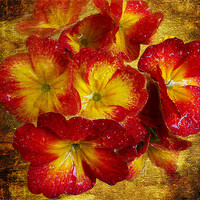 Buy canvas prints of 1414-red flowers by elvira ladocki