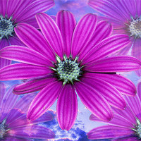 Buy canvas prints of 1628-purple flowers by elvira ladocki