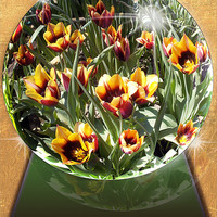 Buy canvas prints of 1638-tulip garden by elvira ladocki