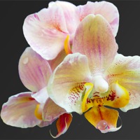 Buy canvas prints of 1878-beauty orchids by elvira ladocki