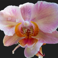 Buy canvas prints of 1879-beauty orchid by elvira ladocki