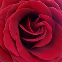 Buy canvas prints of 1882-red rose by elvira ladocki