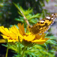 Buy canvas prints of butterfly on flowers by elvira ladocki