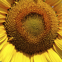 Buy canvas prints of sunflower close up by elvira ladocki