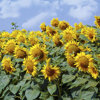 Buy canvas prints of 1944-sunflowers field by elvira ladocki