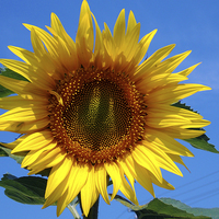 Buy canvas prints of beauty sunflower by elvira ladocki