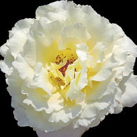 Buy canvas prints of 2168-white rose by elvira ladocki