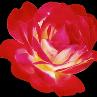 Buy canvas prints of 2193-beauty rose by elvira ladocki