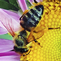 Buy canvas prints of 2230-bee on flower by elvira ladocki