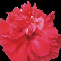 Buy canvas prints of 2232-red hibiscus by elvira ladocki