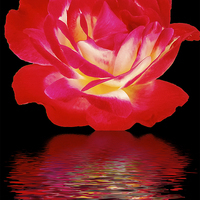 Buy canvas prints of 2283-beauty rose by elvira ladocki