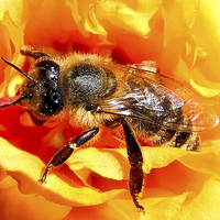 Buy canvas prints of 2289-bee on flower by elvira ladocki