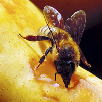 Buy canvas prints of 2299-bee on pear by elvira ladocki