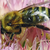 Buy canvas prints of 2311-bee on flower by elvira ladocki