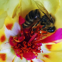 Buy canvas prints of BEE ON FLOWER by elvira ladocki
