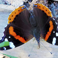 Buy canvas prints of beauty butterfly by elvira ladocki