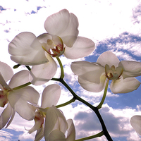 Buy canvas prints of 2388-orchid in clouds by elvira ladocki