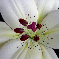 Buy canvas prints of white lily close up by elvira ladocki